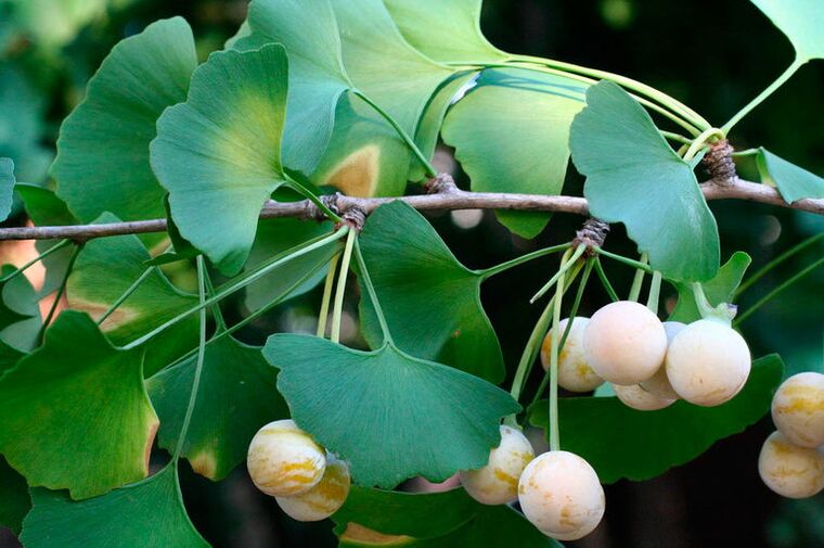 Ginkgo biloba - uma erva exótica usada para aumentar a potência