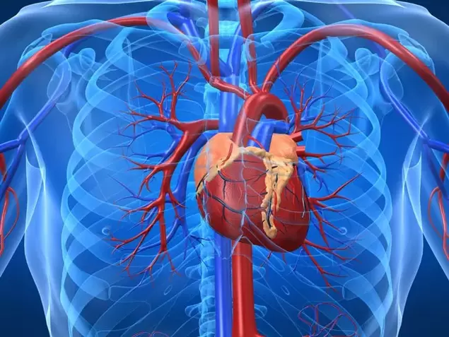 Exercícios que aumentam a potência são contraindicados em casos de doenças cardíacas